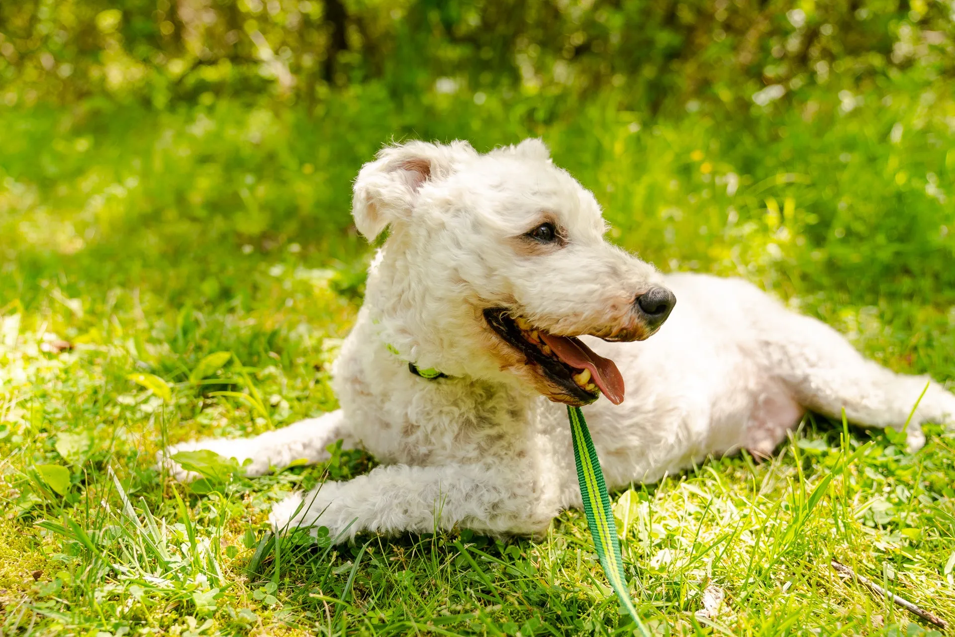 Appalachian Kiwi Green Flat Dog Leash - Wholesale