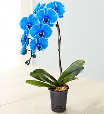 Azul Phalaenopsis Orchid