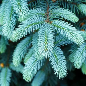 Bizon Blue Colorado Blue Spruce