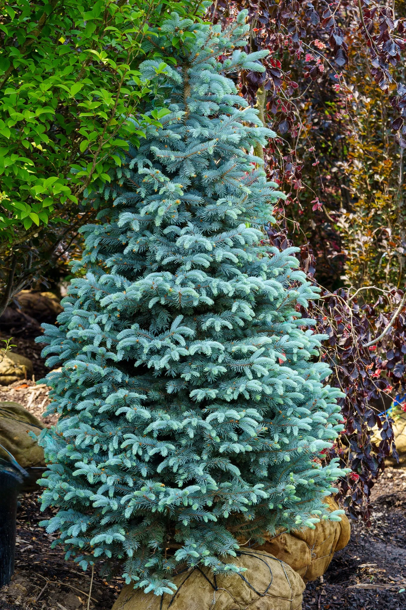 Bizon Blue Colorado Blue Spruce