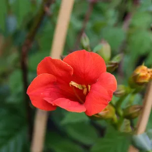 Campsis Madame Galen - Trumpet Vine