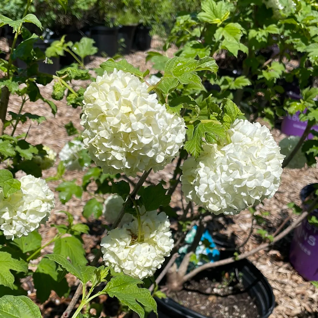 Common Snowball Viburnum | Viburnum opulus Roseum