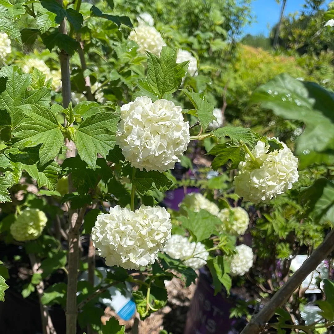 Common Snowball Viburnum | Viburnum opulus Roseum