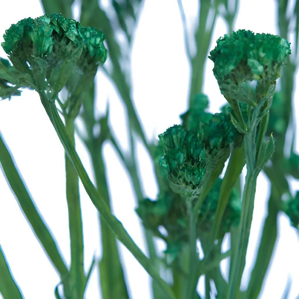 Emerald Green Tinted Statice Flower