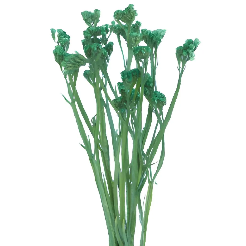 Emerald Green Tinted Statice Flower