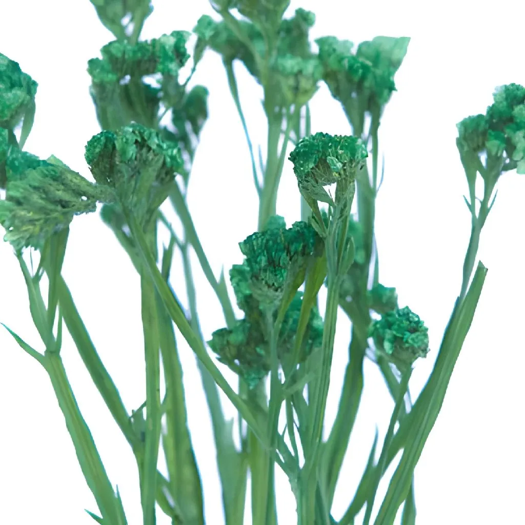 Emerald Green Tinted Statice Flower