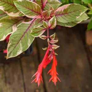 Firecracker Fuchsia