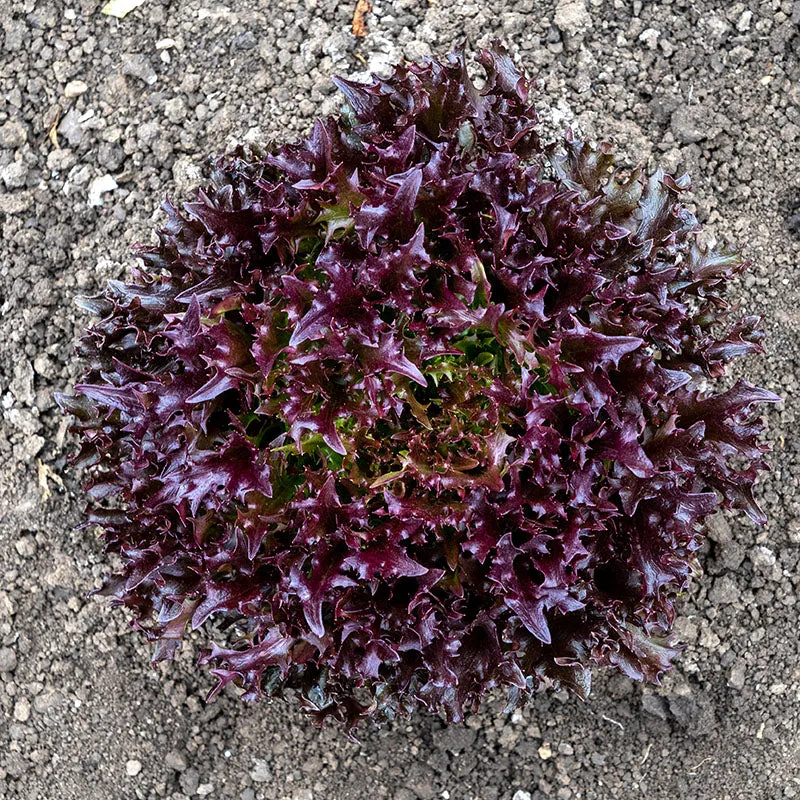 Lettuce Rhone MTO Organic Seed