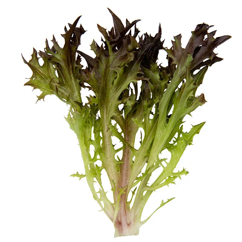 Lettuce Rhone MTO Organic Seed