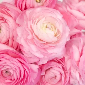 Light Pink Ranunculus Fresh Cut Flower