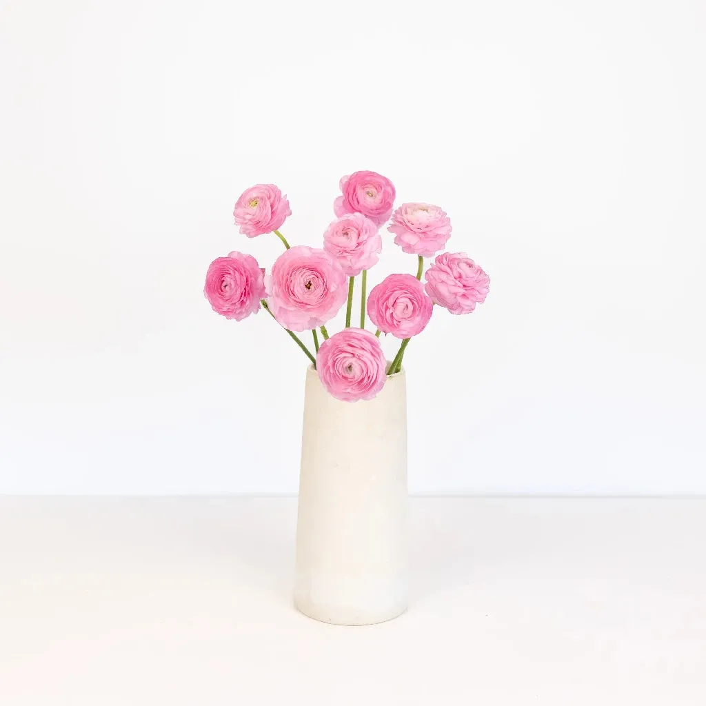 Light Pink Ranunculus Fresh Cut Flower