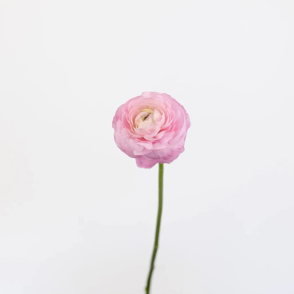 Light Pink Ranunculus Fresh Cut Flower