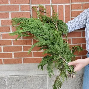 port orford cedar bundle