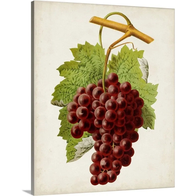 "Antique Fruit III" Canvas Wall Art