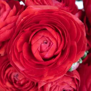 Red Ranunculus Fresh Cut Flower