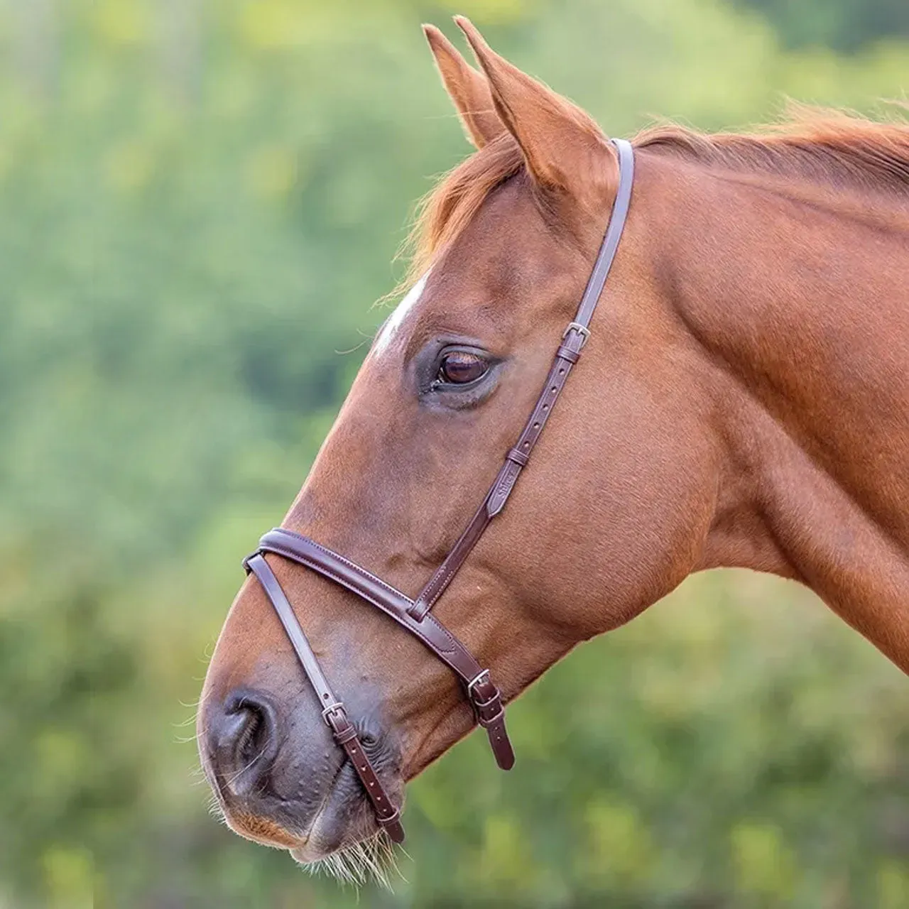 Shires Velociti GARA Flash Noseband