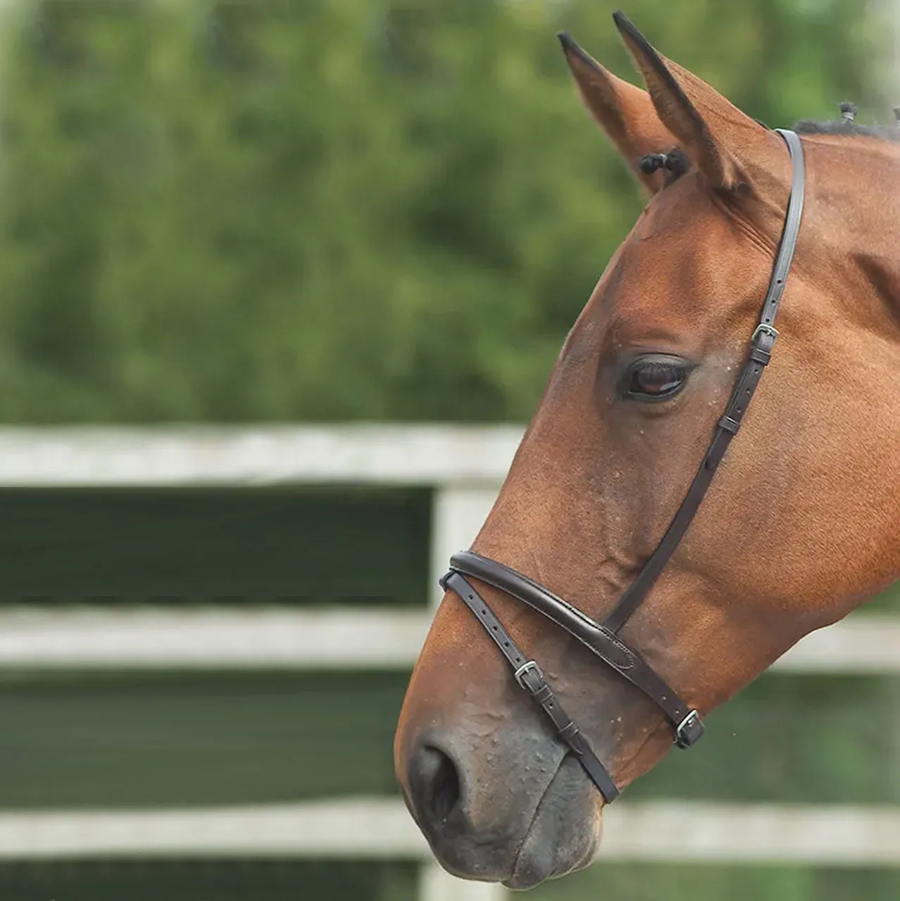 Shires Velociti GARA Flash Noseband