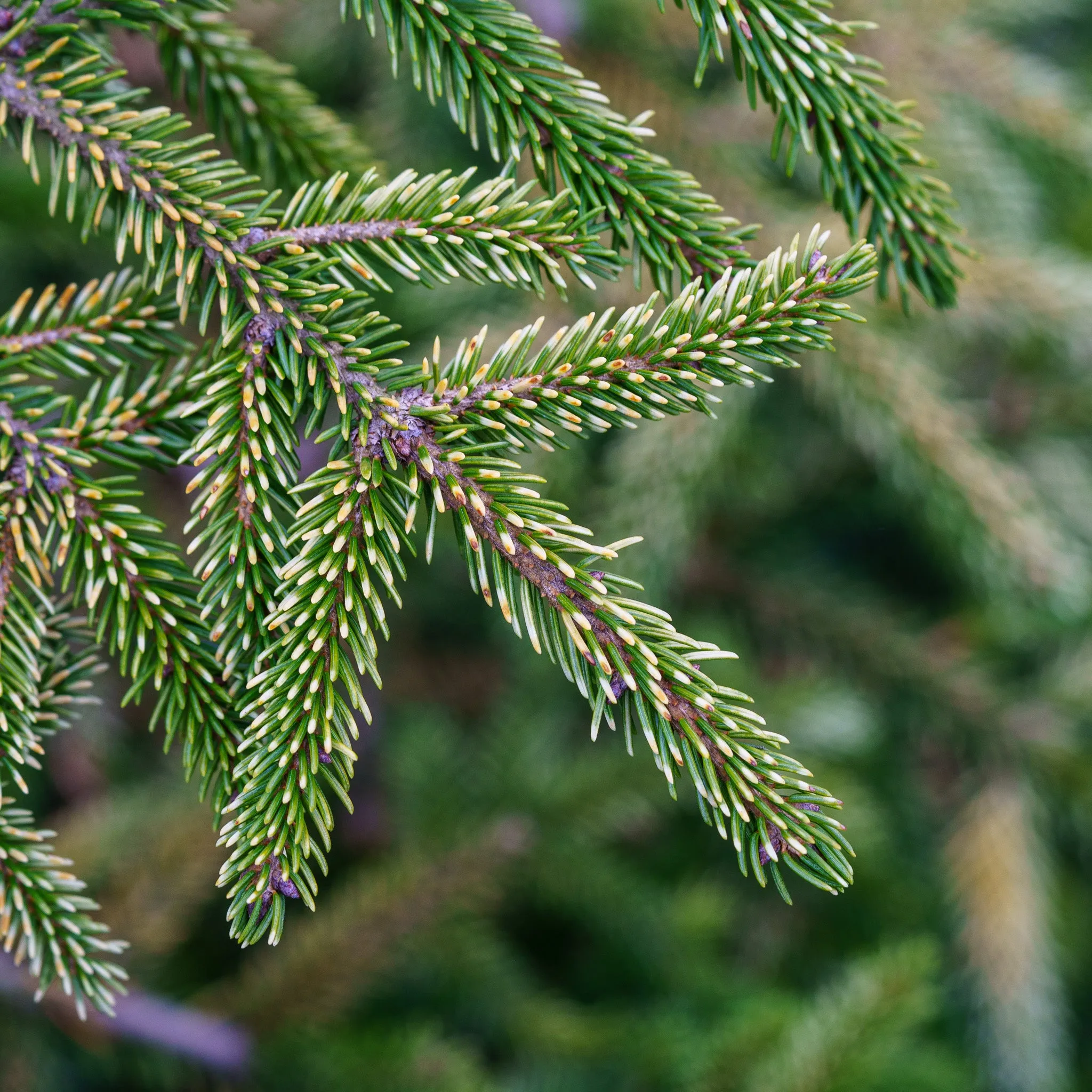 Sulphur Flush Oriental Spruce