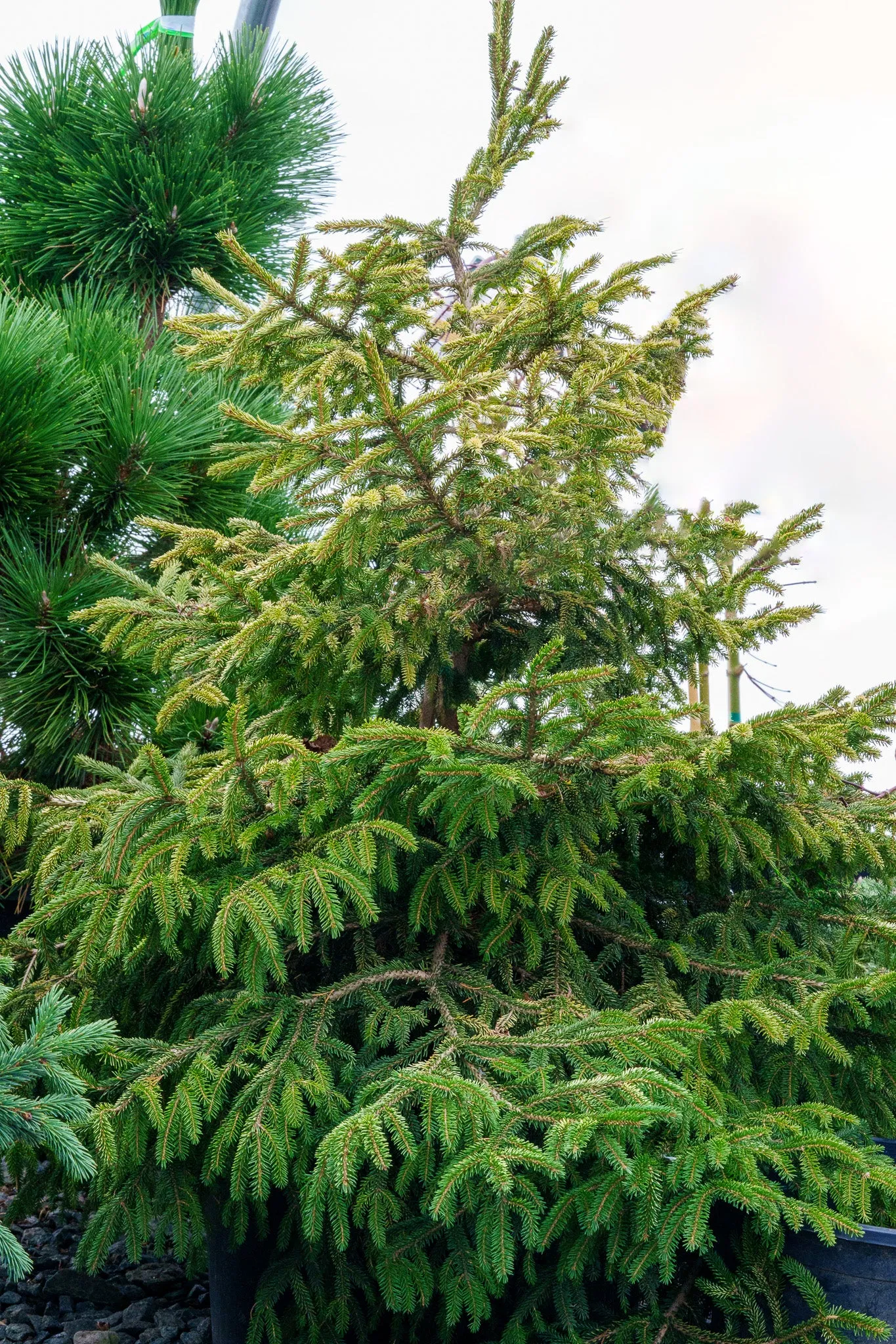 Sulphur Flush Oriental Spruce