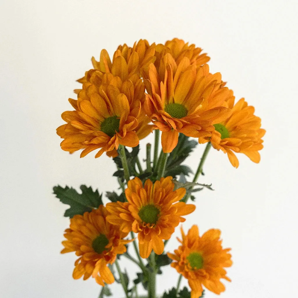 Tangerine Orange Wedding Daisy Flower