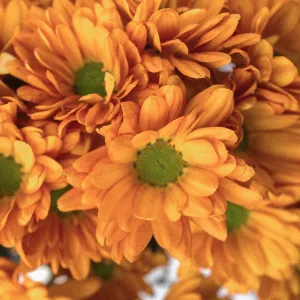 Tangerine Orange Wedding Daisy Flower