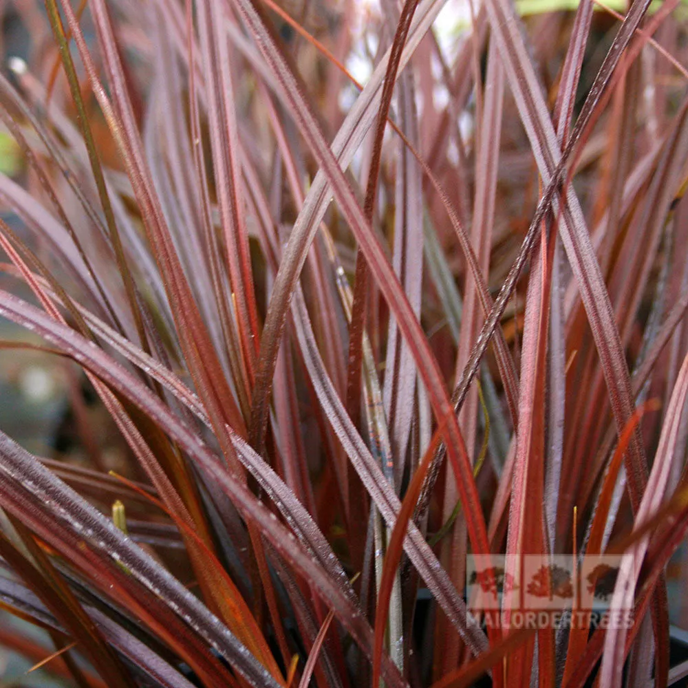 Uncinia rubra - Red Hook Sedge