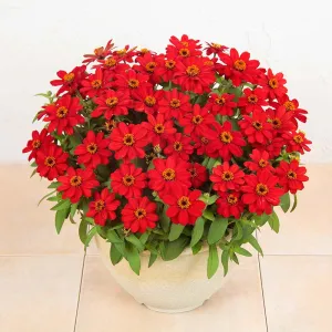 Zinnia Profusion Red Seed